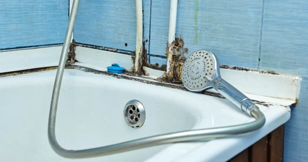 significant black mold growth on the sealant and tiles around a bathtub